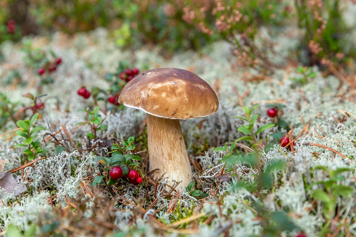 Гриб и лесные ягоды. Фото pixabay.com