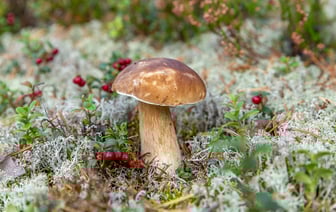 Ходить в лес за грибами и ягодами без ограничений можно в большинстве районов Витебской области