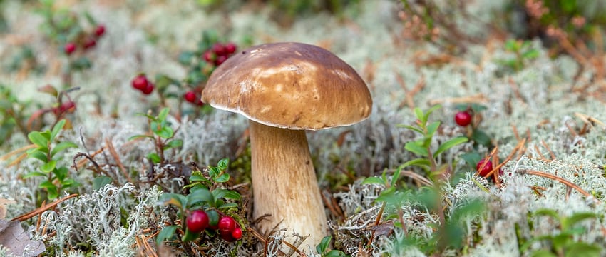 Ходить в лес за грибами и ягодами без ограничений можно в большинстве районов Витебской области