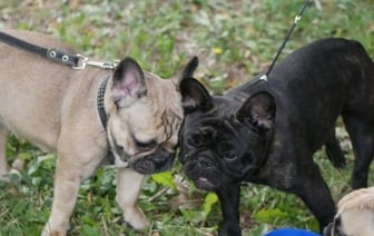 С собакой нельзя в магазин, а еще ее могут отнять. Подписан закон о животных