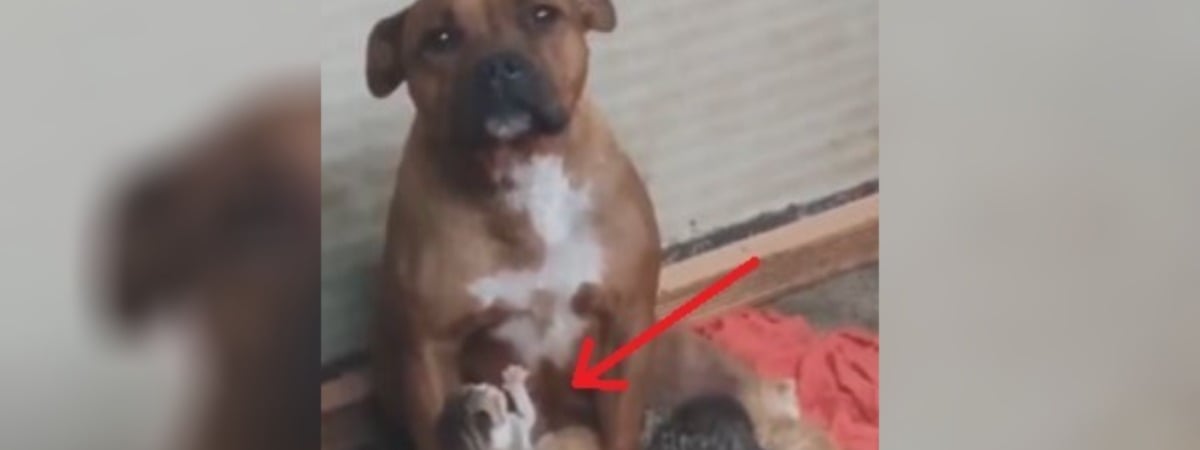 «Любовь, которая вышла за рамки вида» — Видео с кормящей котят собакой собрало почти 6 млн просмотров в Х — Видео