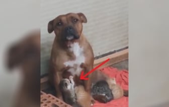 «Любовь, которая вышла за рамки вида» — Видео с кормящей котят собакой собрало почти 6 млн просмотров в Х — Видео