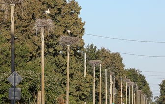 Вы такое видели? В деревне Вороцевичи Ивановского района аисты почти на каждом столбе