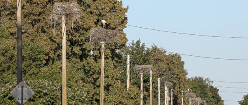 Вы такое видели? В деревне Вороцевичи Ивановского района аисты почти на каждом столбе