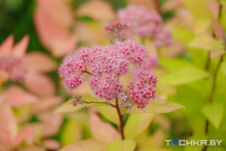 На рассаду потратил $11 тыс.: как парень из Бреста строит бизнес на цветах