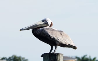 Бразильская почта открыла набор специалистов по блокчейну и ИИ