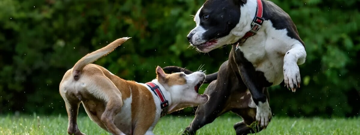 Совет Республики одобрил закон, обязывающий владельцев собак в Беларуси проходить спецкурсы. Каких пород касается?