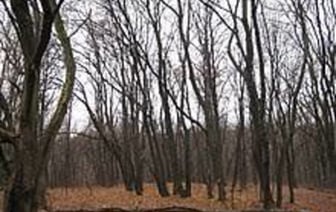 Зима так и не наступает. О погоде с 23 по 29 декабря в Беларуси