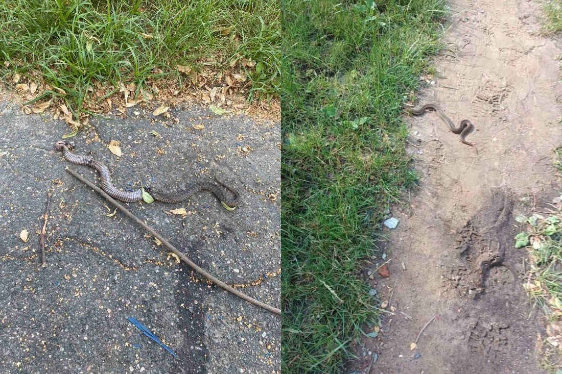 Район Борисова атакуют гадюки. Жильцы спасаются своими силами