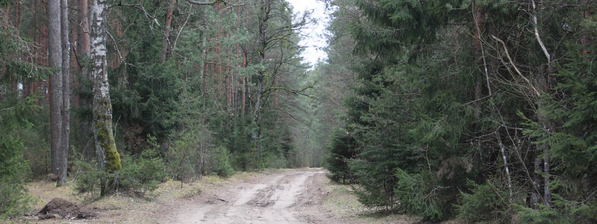 В Слонимском районе в лесу заблудился пенсионер