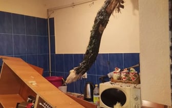 Под Гродно ветка дуба «зашла в гости» через крышу