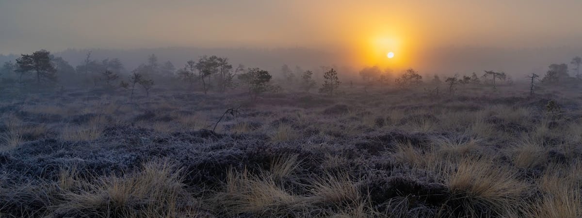 В Эстонии впервые выявлена лихорадка Западного Нила