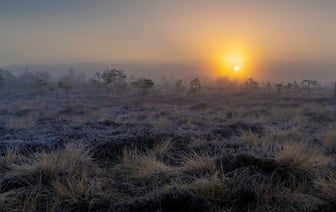 В Эстонии впервые выявлена лихорадка Западного Нила