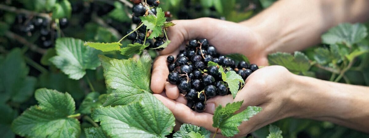 Этот кустарник защитит ваш сад от вредителей. Куда и как посадить чёрную смородину в апреле? — Полезно