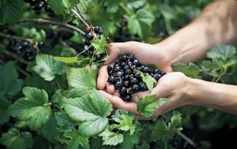 Этот кустарник защитит ваш сад от вредителей. Куда и как посадить чёрную смородину в апреле? — Полезно