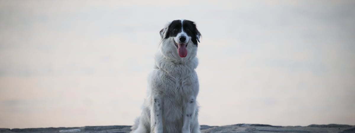 В Лельчицком районе открыли новую пограничную заставу «Гребени»