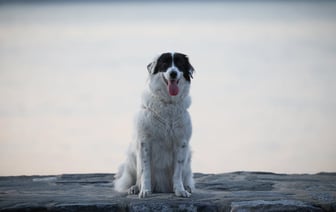 В Лельчицком районе открыли новую пограничную заставу «Гребени»