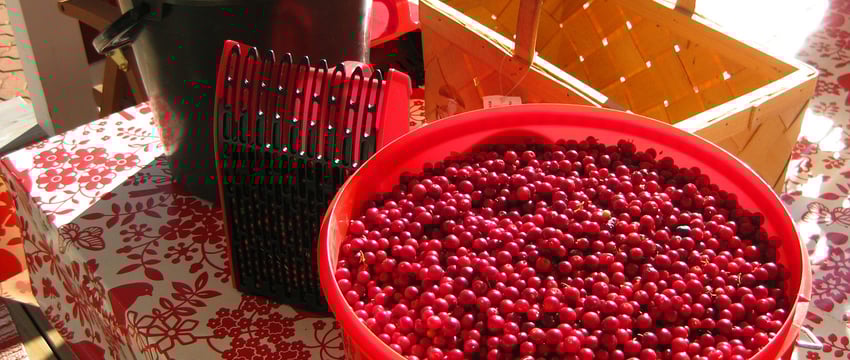 Посещение лесов ограничено по всей Беларуси. Можно ли собирать грибы и ягоды?