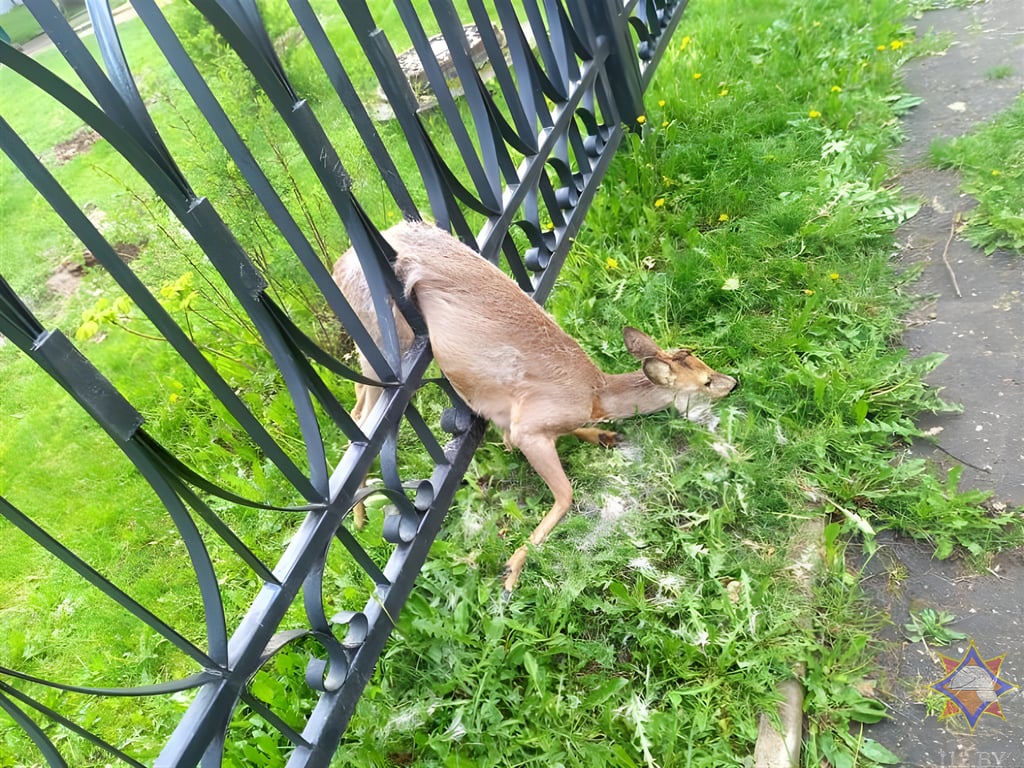 Косуля застряла в ограде гимназии в Новополоцке