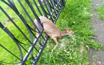 Спасение косули из ограды гимназии в Новополоцке