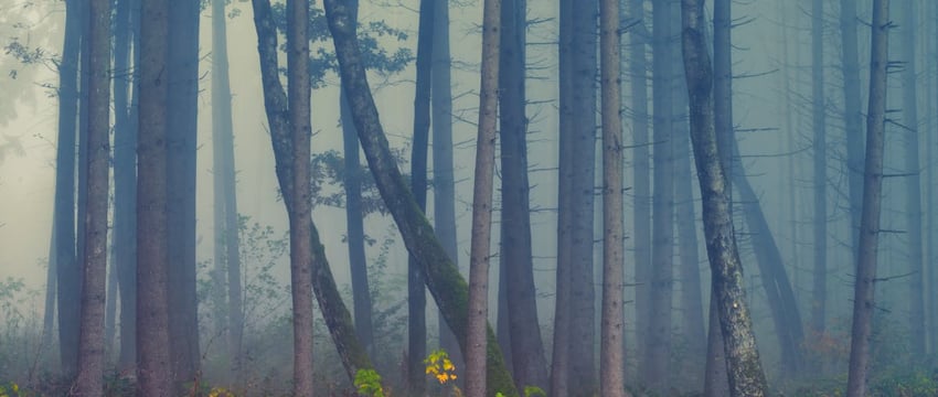 Как граждане могут заготовить березовый сок самостоятельно?