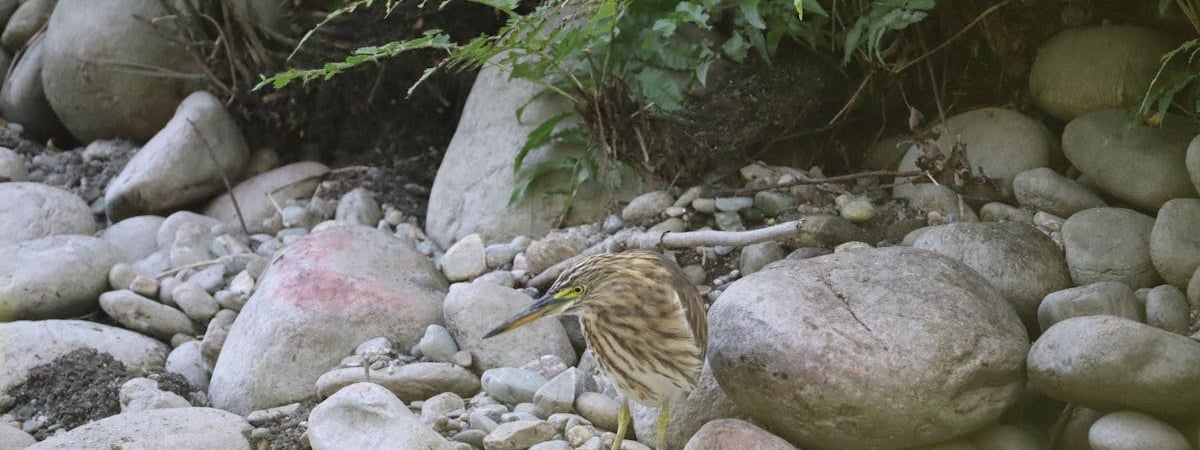 Россия пытается сдержать поток китайских автомобилей в страну пошлинами