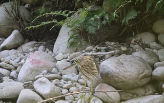 Россия пытается сдержать поток китайских автомобилей в страну пошлинами