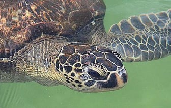 9 человек умерли, поев мясо морской черепахи в Танзании