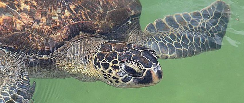 9 человек умерли, поев мясо морской черепахи в Танзании