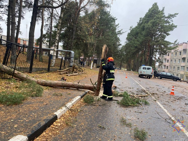 Штормовой ветер обрушился на Витебск, упавшими деревьями повреждены несколько авто. Фото МЧС