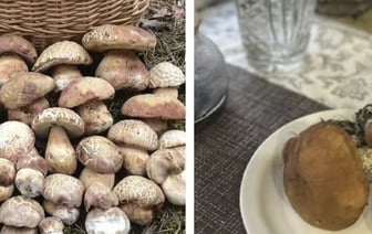 Белорусы делятся грибным «уловом» в соцсетях