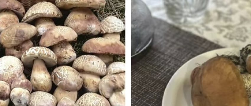 Белорусы делятся грибным «уловом» в соцсетях