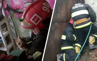 «Провел неделю под полом» — Белорусское МЧС поделилось видео со спасением ещё двух котиков — Видео