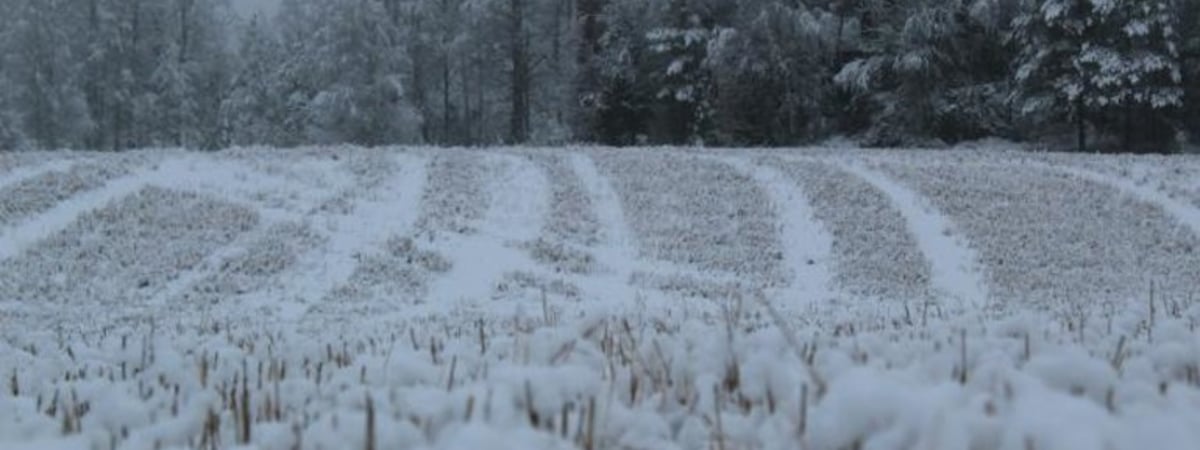 То дождь, то снег. Декабрь обещают теплее нормы