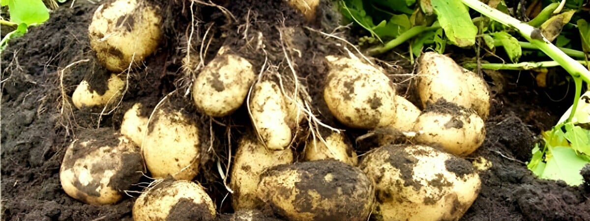 «Ведро картошки с одного куста» — Белорус показал, как вырастить много крепких клубней — Полезно