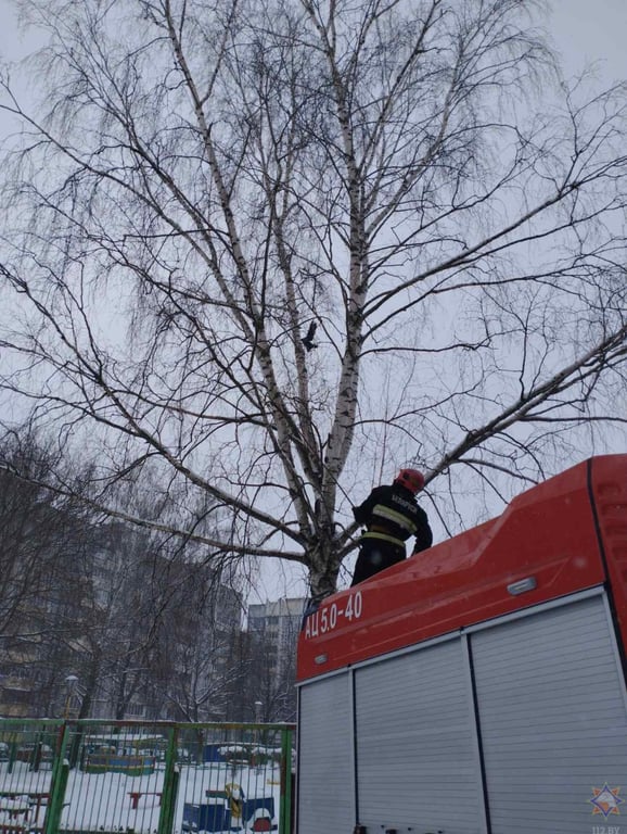 В Гомеле работники МЧС помогли вороне, которая застряла в ветках дерева