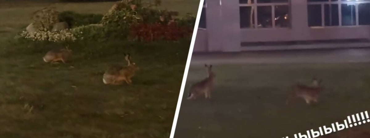 «Просто Animal Planet!» — В оживленном квартале Минска заметили зайцев — Видео