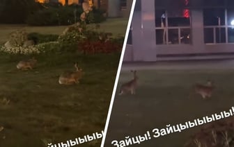 «Просто Animal Planet!» — В оживленном квартале Минска заметили зайцев — Видео