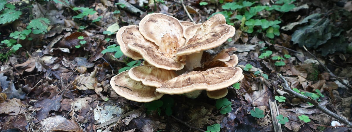 Ученые нашли в Беловежской пуще новый «внешне очень красивый» гриб — Фото