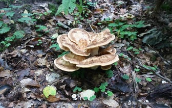 Ученые нашли в Беловежской пуще новый «внешне очень красивый» гриб — Фото