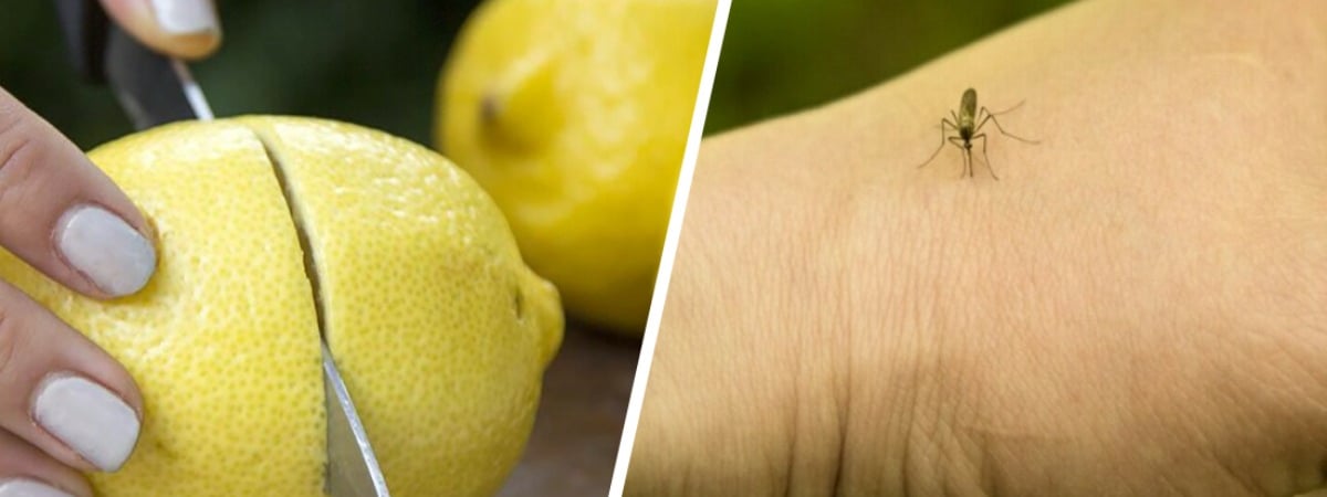 Это домашнее средство легко отпугнет всех комаров. Понадобится лимон и одна специя — Полезно