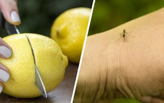 Это домашнее средство легко отпугнет всех комаров. Понадобится лимон и одна специя — Полезно