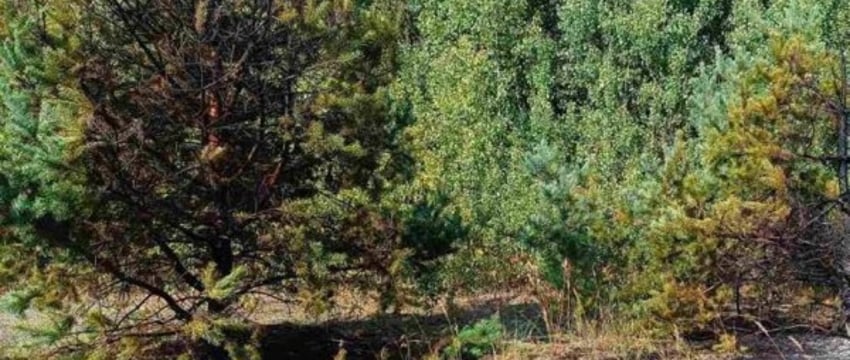 В Брестском районе при пожаре погиб пенсионер