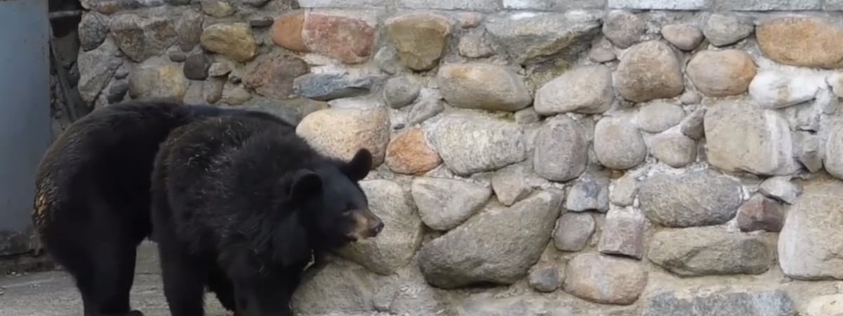 В зоопарке Гродно проснулись медведи и ежики