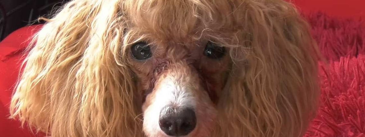 Из Литвы в Беларусь убежала собака — хозяйка обратилась к пограничникам. Что было дальше