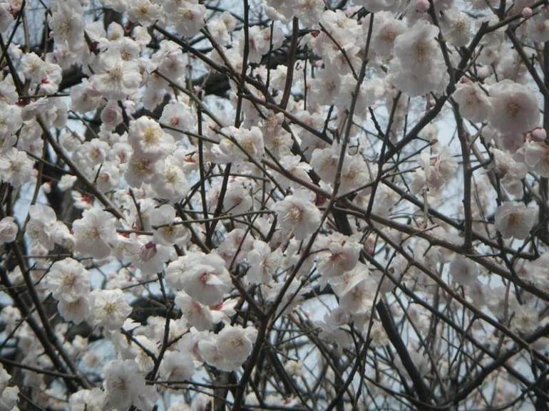 Bunkyo Ume Matsuri