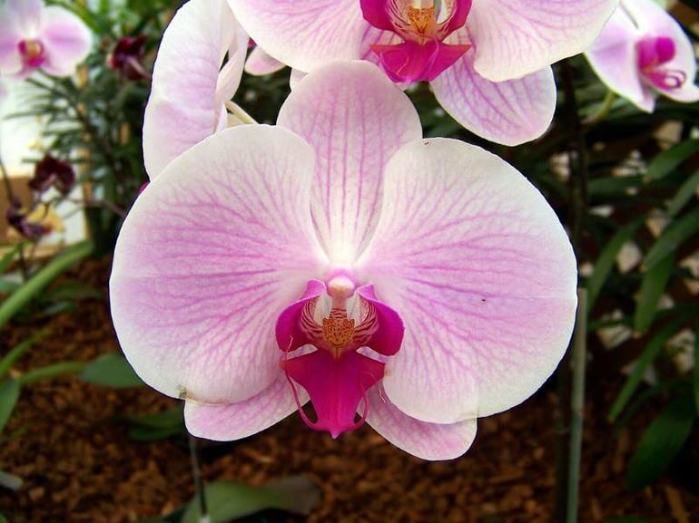 Tokyo – Festival international des orchidées
