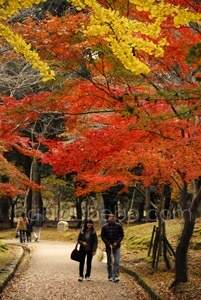 Nara Koen en automne, Nara, Japon