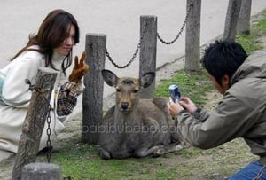 Une biche ou un cerf de Nara Koen, Nara, Japon
