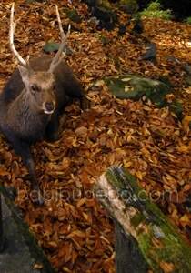 Un des cerfs de Nara Koen, Nara, Japon